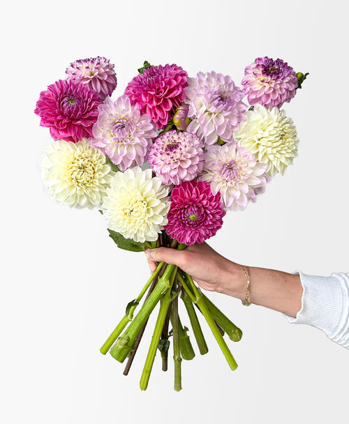 Dahzzling Dahlias (12 stems)