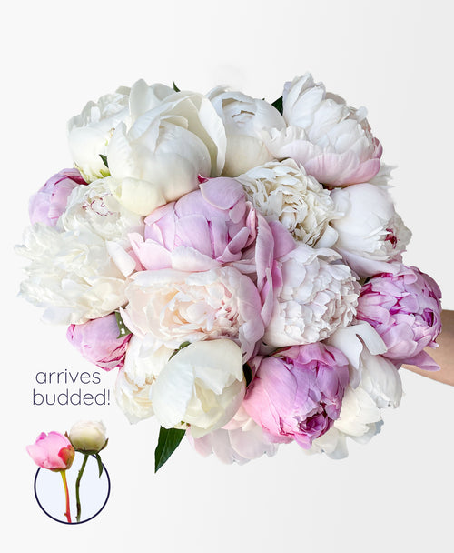 Double Ice Cream Dream Peonies (20 Stems)