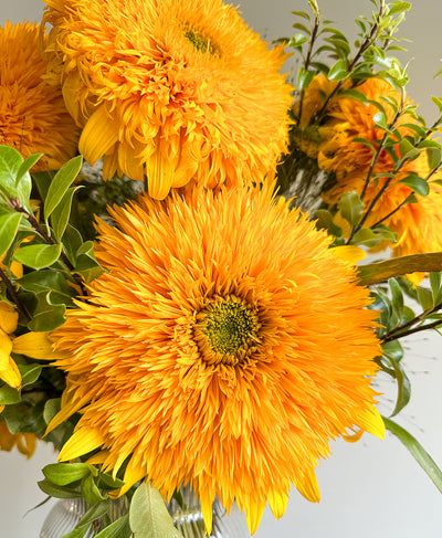 Teddy Bear Sunflowers (arrives in vase)