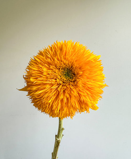 Teddy Bear Sunflowers (arrives in vase)