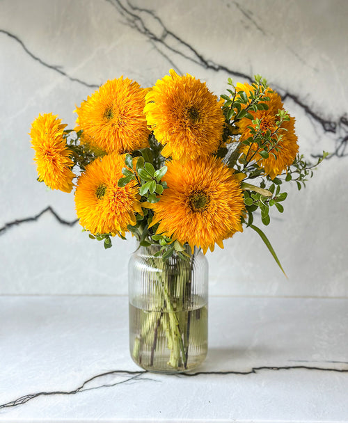 Teddy Bear Sunflowers (arrives in vase)