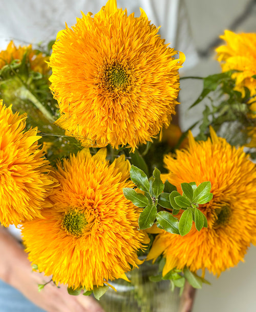 Teddy Bear Sunflowers (arrives in vase)