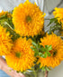 Teddy Bear Sunflowers (arrives in vase)