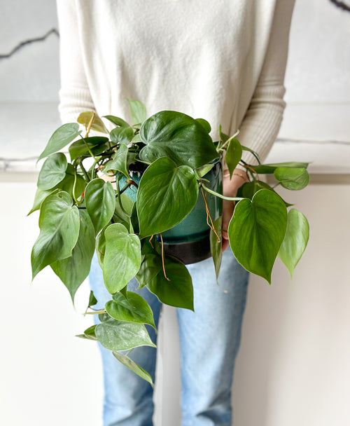 heartleaf philodendron sweetheart plant Buy Online Sweetheart Vine