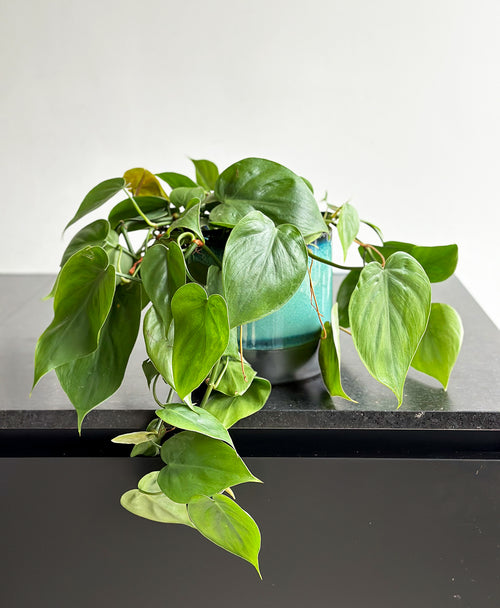 heartfelt philodendron Buy Online Sweetheart Vine
