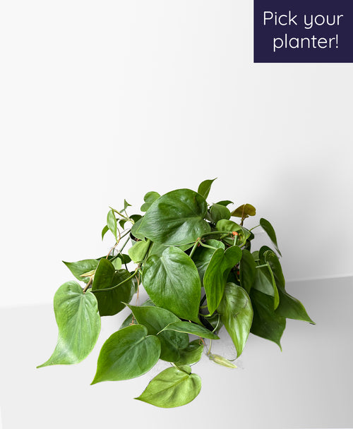 heartfelt philodendron Buy Online Sweetheart Vine
