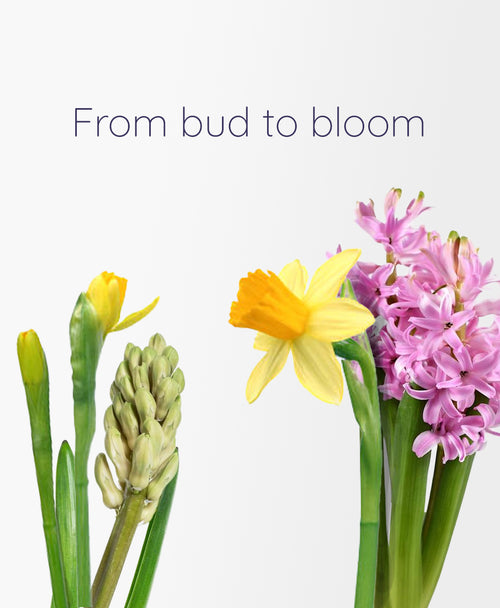 Spring Fling (360 centrepiece, cream vase)