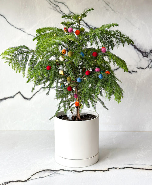 Little Drummer Tree (with drainage tray)