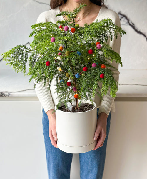 Little Drummer Tree (with drainage tray)