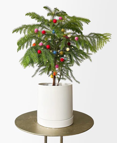 Little Drummer Tree (with drainage tray)