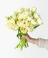 Mellow Yellow Double Tulips (20 stems)