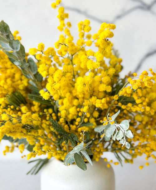 Mimosa (in speckled pot)