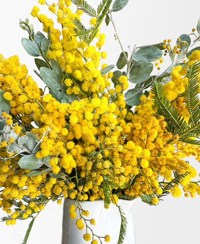 Mimosa (in white vase)