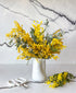 Mimosa (in white vase)