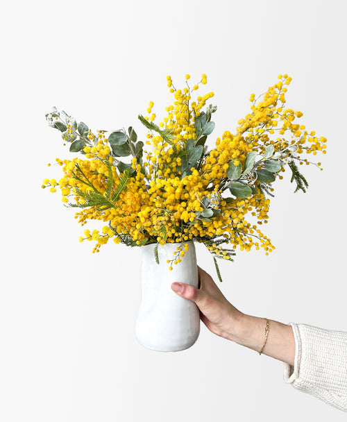 Mimosa (in white vase)