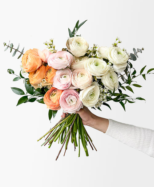 Ombré Ranunculus (16+ stems)
