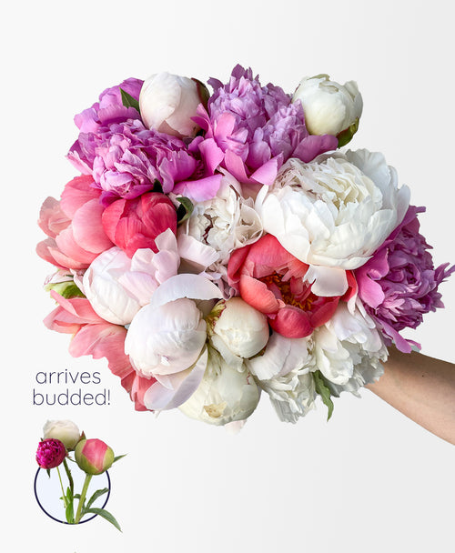 Double Farmer’s Peony Mix (20 Stems)