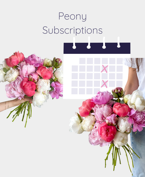 Save when you schedule Peonies on repeat