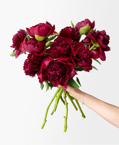 Red Wine Peonies (10 Stems)