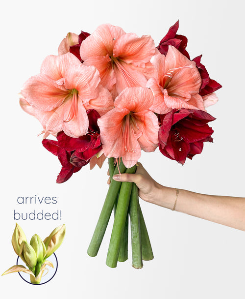 Peppermint Puff Amaryllis (6 stems, 14+ blooms)