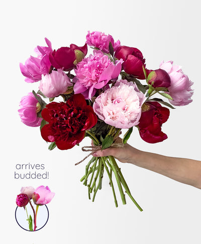 Peo-need 'em! (12 Stems)