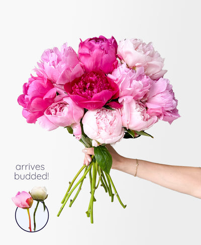 Pink Peony Mix (10 Stems)