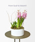 Potted Pink Hyacinth