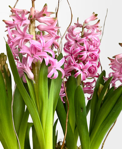 Potted Pink Hyacinth