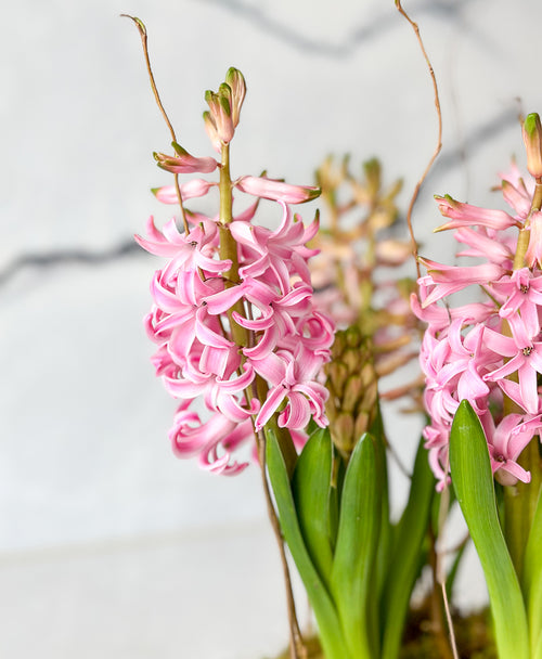 Potted Pink Hyacinth