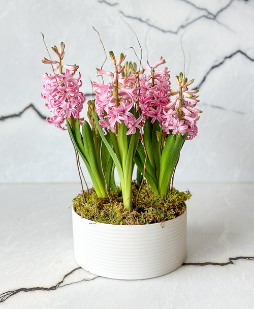 Potted Pink Hyacinth