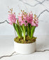 Potted Pink Hyacinth