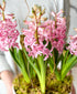 Potted Pink Hyacinth