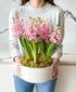 Potted Pink Hyacinth