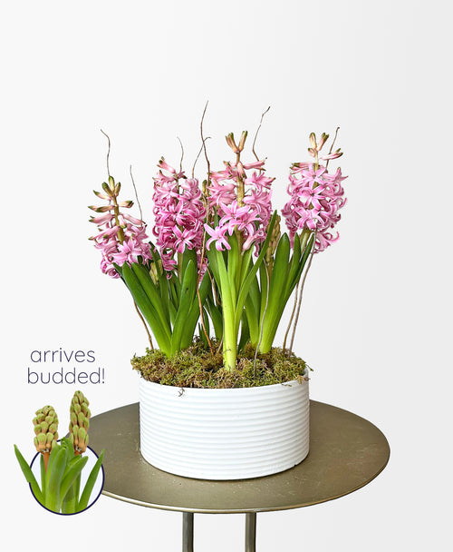 Potted Pink Hyacinth