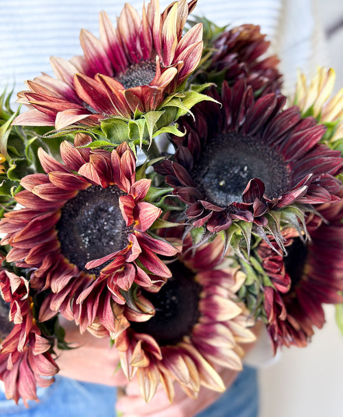 Plum Sunflowers (9 stems)