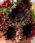 Plum Sunflowers (9 stems)