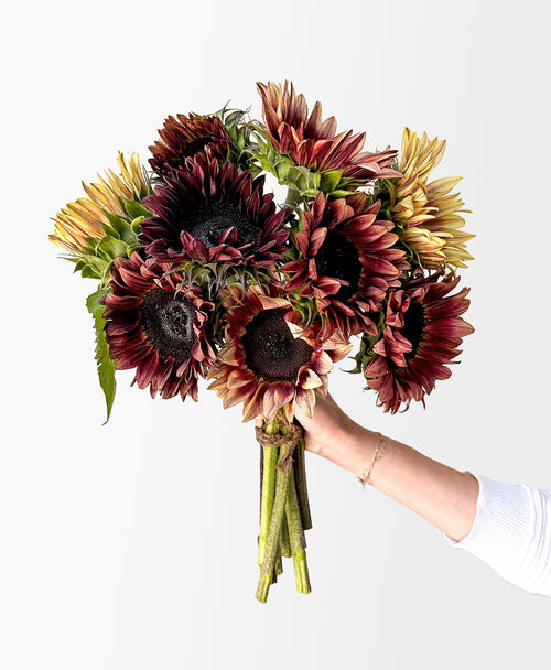 Plum Sunflowers (9 stems)