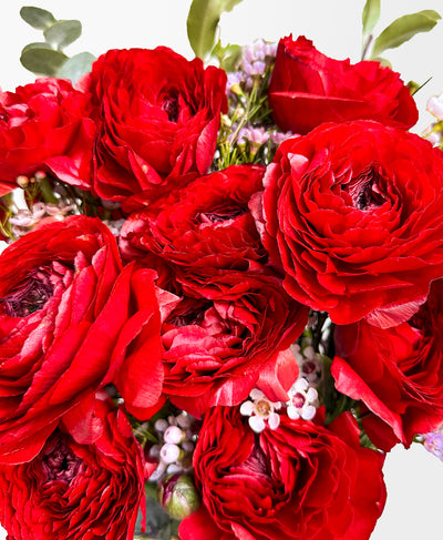 Ruby Red Ranunculus (16+ stems)