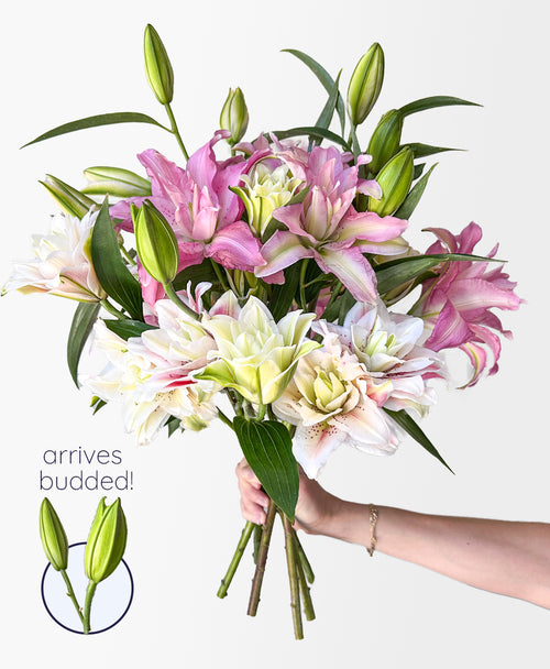 Lily Into You (6 stems, 22+ blooms)