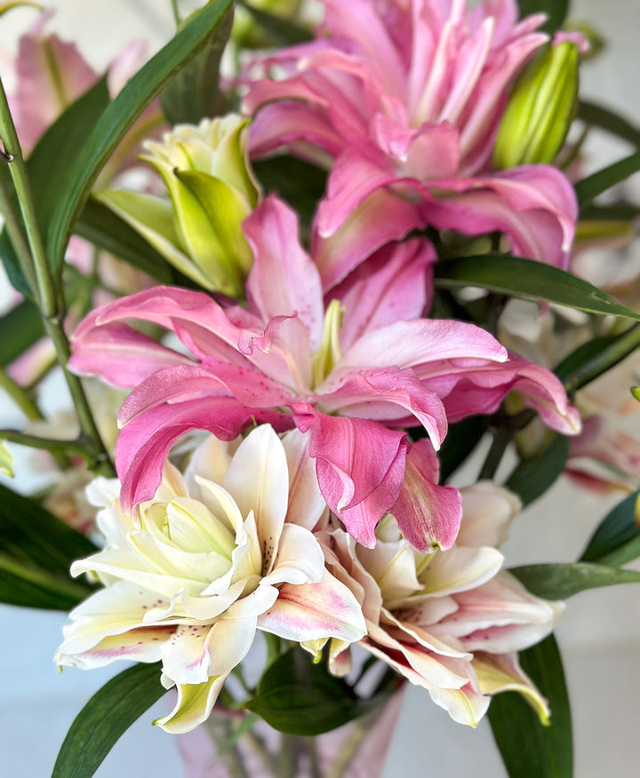 Send Roselily Flowers