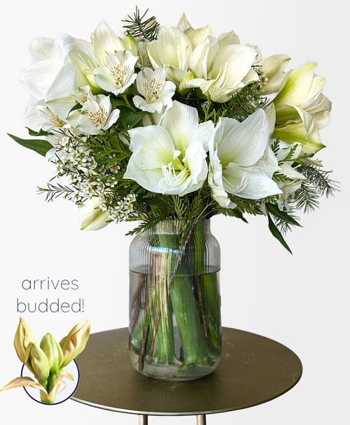 Snowed In (14+ blooms, arrives in vase)