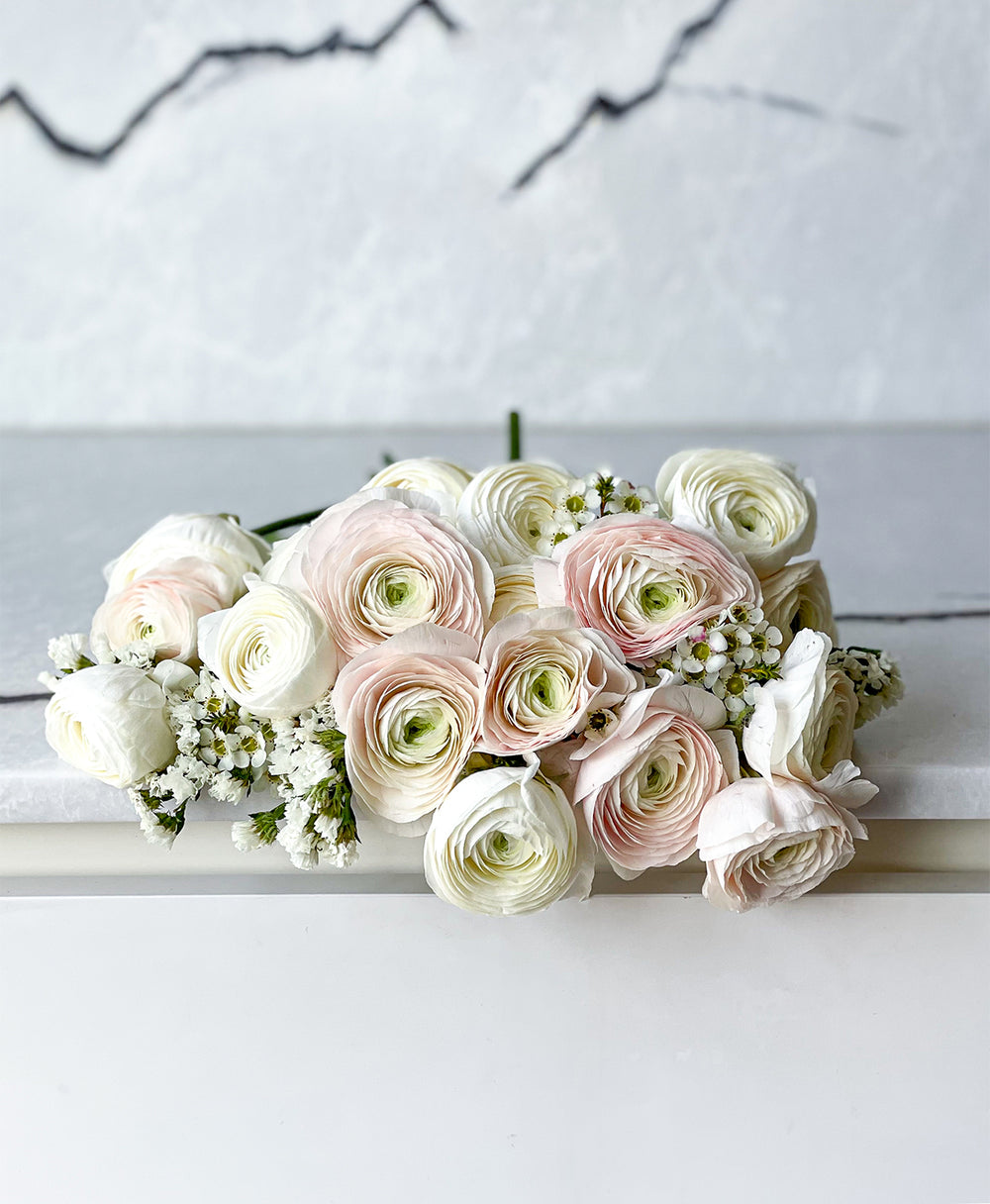Light Blush Ranunculus Shop First Blush Ranunculus (18+ Stems)