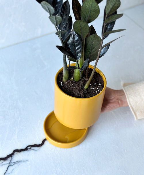 Raven ZZ Plant (mustard planter, with drainage)