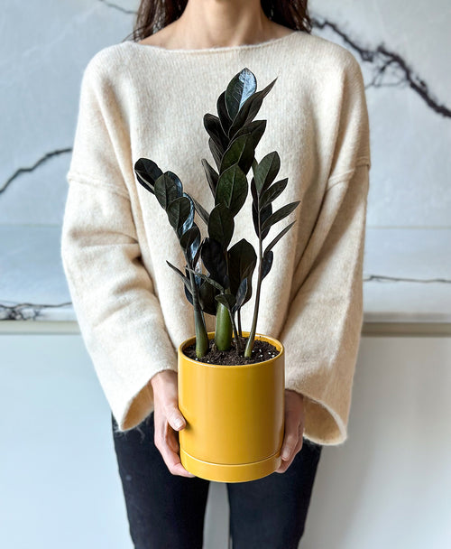 mustard pot plant Raven ZZ Plant (mustard planter, with drainage)