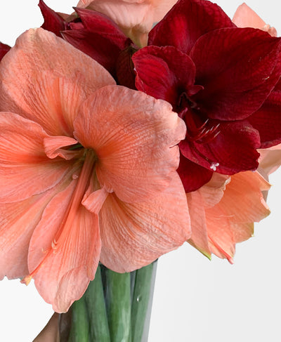 Peppermint Puff Amaryllis (6 stems, 14+ blooms)