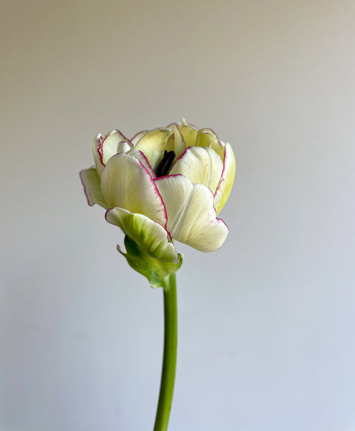 Mixed Garden Tulips (30 stems)