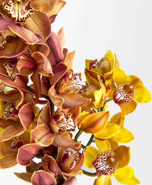 Honey Mix Cymbidium (3 stalks, 25+ blooms)