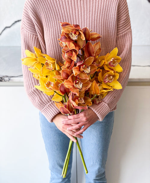 Honey Mix Cymbidium (3 stalks, 25+ blooms)