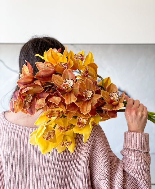 Honey Mix Cymbidium (3 stalks, 25+ blooms)
