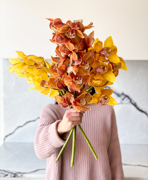 Honey Mix Cymbidium (3 stalks, 25+ blooms)